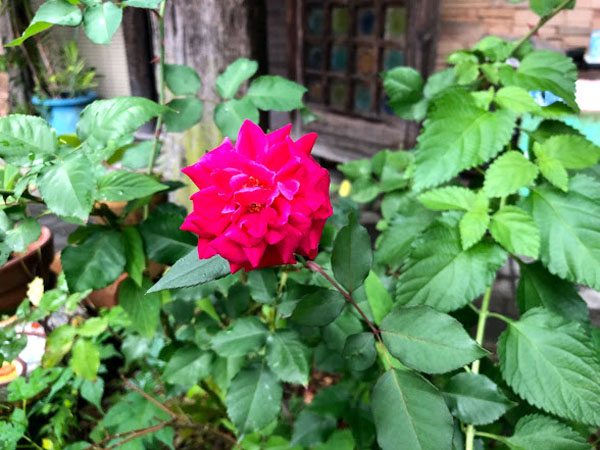 トーシン装美工業の花壇に咲いたバラ
